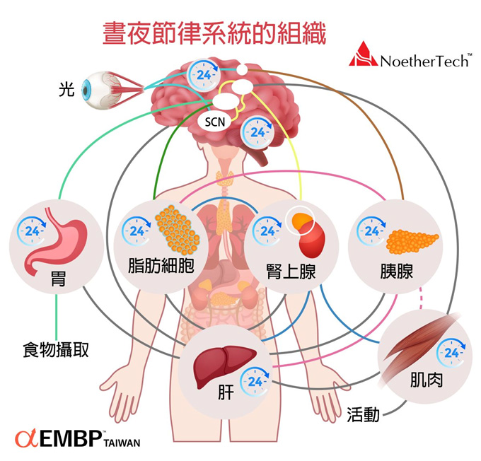 晝夜節律系統的組織